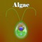 “Algae” is an education learning app