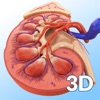 Icon My Kidney Anatomy