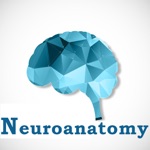 Neuroanatomy Exam Review  QA