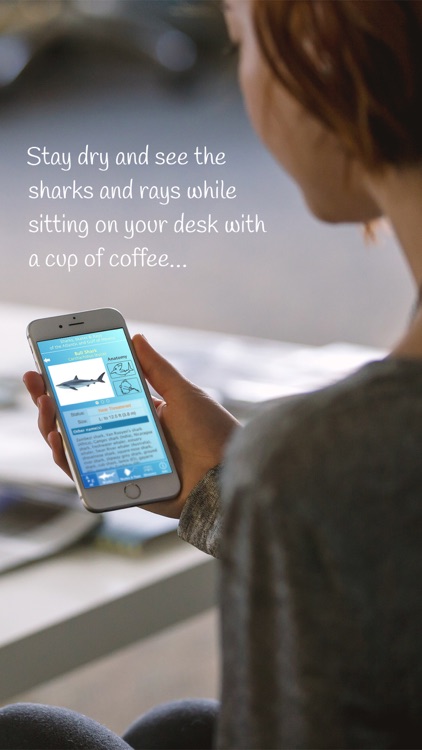 Sharks & Rays of the Atlantic and Gulf of Mexico