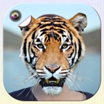 Animal Face Swap Photo Editor  Funny Stickers