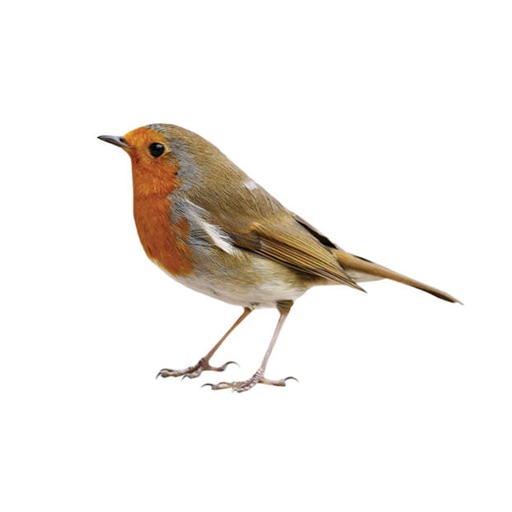 Nightingale Bird Sounds Icon