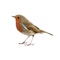 Get Popular Nightingale sound App for iPhone/iPad