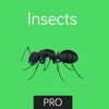 Insects Flashcard for babies and preschool Pro
