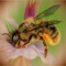 Estimate a proper number of honey bee, bumblebee hives and wild bees in orchard