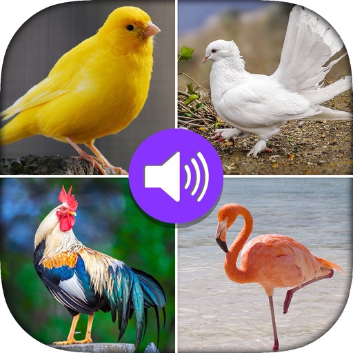 Birds - Sounds & Photo icon