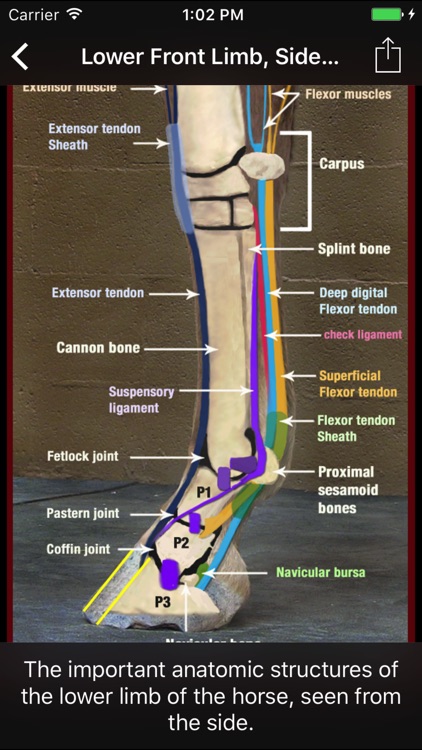 Horse Side Vet Guide - Equine Health Resource
