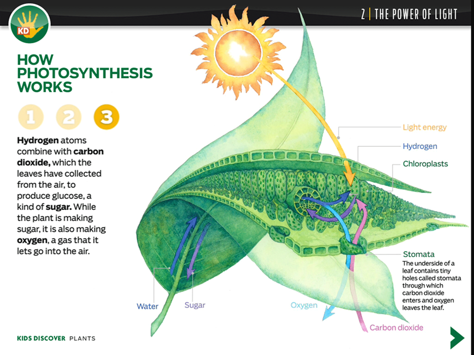 Фотосинтез. Фотосинтез на английском. Photosynthesis for Kids. Фотосинтез фон.