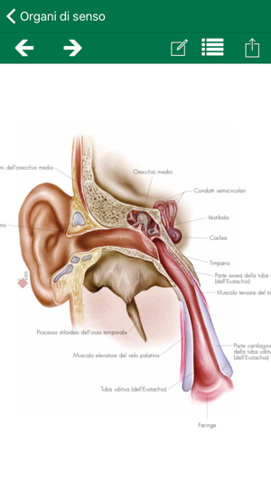 Atlante di Anatomia-Sezioni(圖3)-速報App