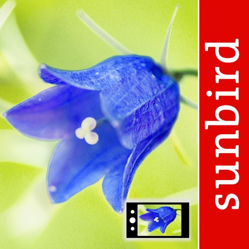 Blumen Id Automatik heimische Wildblumen bestimmen