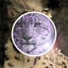 leopardCameraPlus - 強化版.ユキヒョウと一緒にツーショット写真