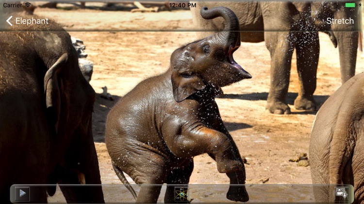 Animal Pictures - Animal Wallpaper and Backgrounds