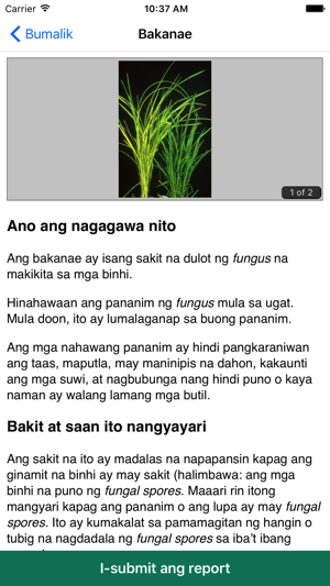 Rice Doctor Tagalog(圖4)-速報App