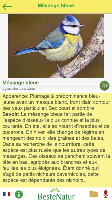 Oiseaux chanteurs - reconnaître la chanson Oiseaux chanteurs - reconnaître la chanson