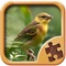 Icon Birds Jigsaw Puzzles - Amazing Logical Game