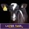Order Replacement Cattle Tags, New Cattle Tags and New Sheep Tags quickly and easily using our LaZer Tags App