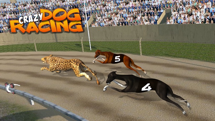 Crazy Dog Racing : Chase Racing Bunny With Pet Dog