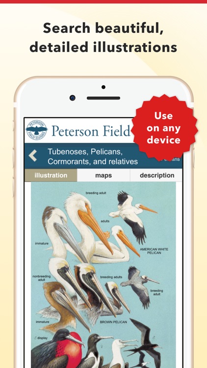Peterson Bird Identifier & Field Guide