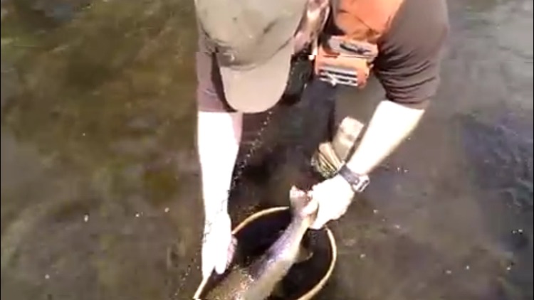 River Fishing screenshot-3