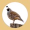 Get Popular Quail Sounds and calls App for iPhone/iPad