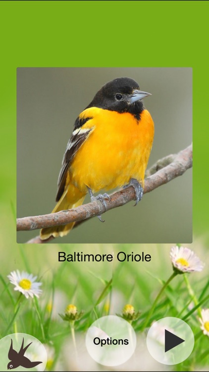 Chirp! Bird Songs USA +