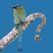 Full-featured birding field guide for Panama, including bird photographs, individual bird range maps, calls, field marks, description, habitat