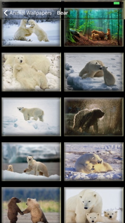 Animal Pictures - Animal Wallpaper and Backgrounds