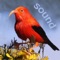 Everything you need for identifying birds in Hawaii