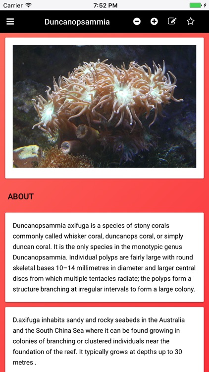 Coral Species: Types of Coral