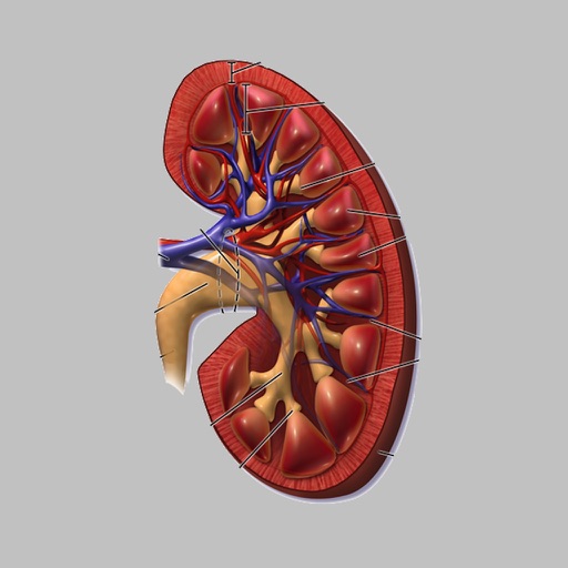 Creatinine Clearance 2017 by AIMapps