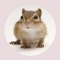 Get Popular Chipmunk chirping sound effect for iPhone/iPad