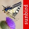 Butterfly Id will help you quickly and easily identify species
