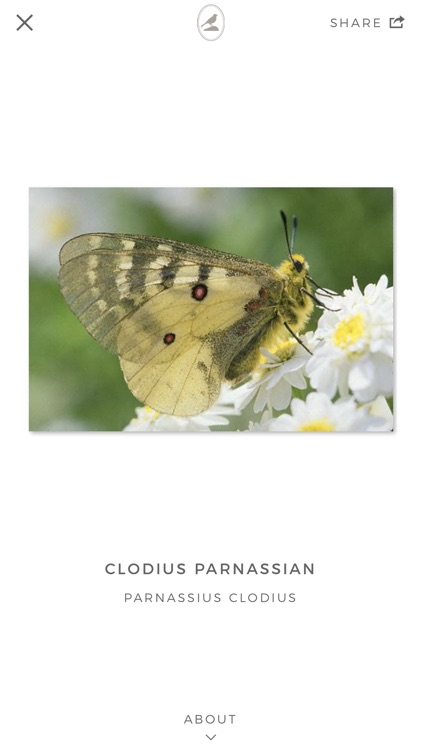 Fieldstone Guide: Butterflies