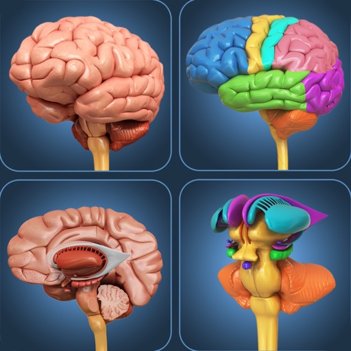 My Brain Anatomy iOS App