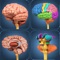 My Brain Anatomy