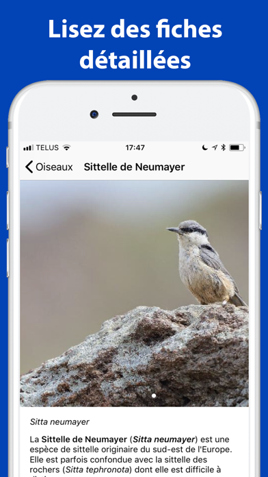 Screenshot #3 pour Quel Oiseau! (Europe)