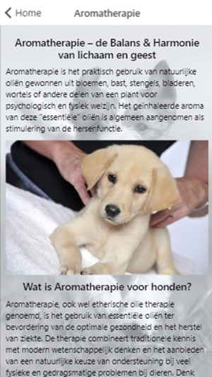 Aromatherapie voor honden(圖2)-速報App