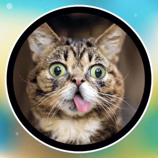 Funny Cats! Stickers iOS App