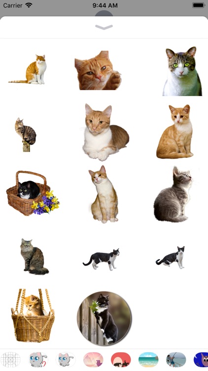 Realistic Cat Stickers