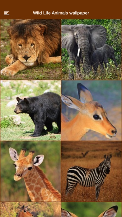 Wild Life Animals Wallpaper screenshot 4