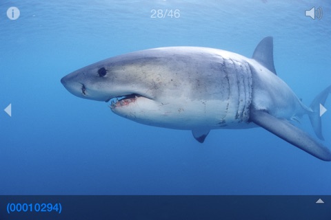 Weißer Hai © Jostimages screenshot 4