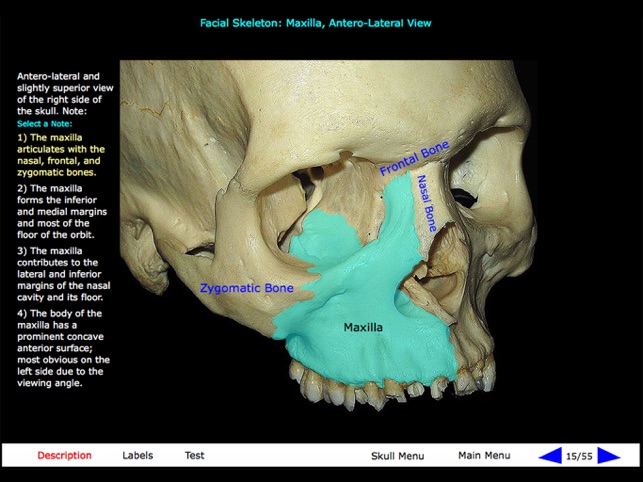 Gross Anatomy of the Skeleton(圖5)-速報App