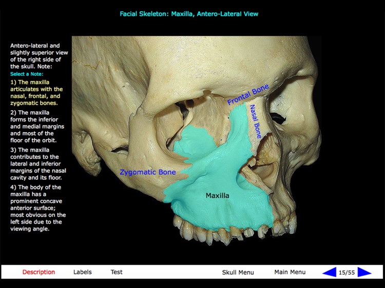Gross Anatomy of the Skeleton screenshot-4