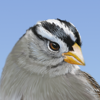 no app image