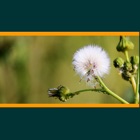 Weeds of Australian Cotton