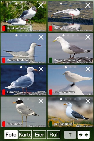 Alle Vögel Deutschland screenshot 2
