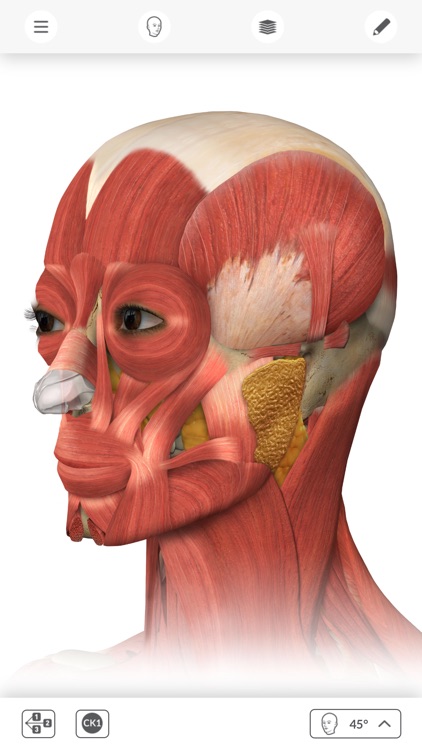 İNTERAKTİF ANATOMİ