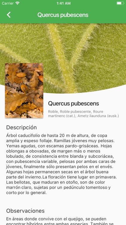 Arboles Ibericos screenshot-7