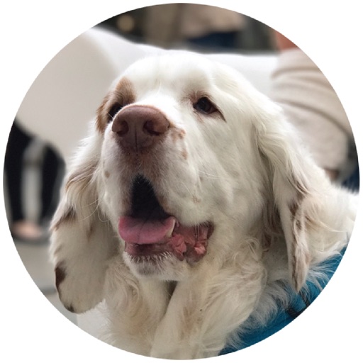 Sadie Bear
