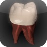Get Real Tooth Morphology for iOS, iPhone, iPad Aso Report